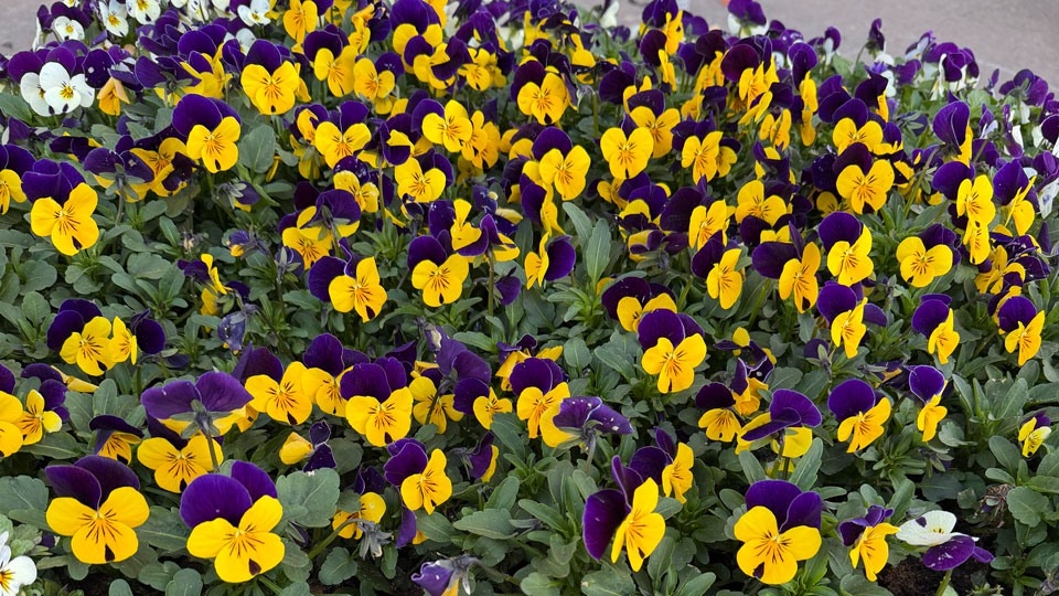 Blommor planterade i en stor kruka. Foto. 