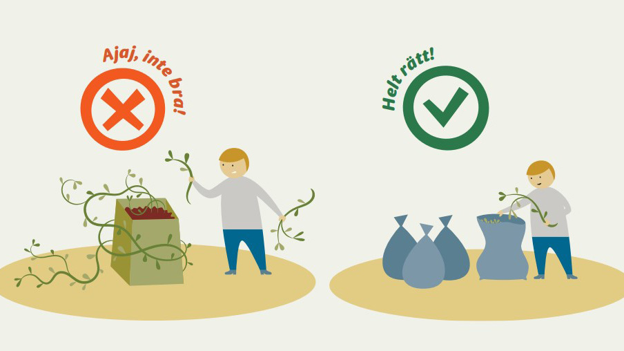 Illustration som visar skillnaden mellan fel och rätt sätt att slänga invasiva växter. Till vänster kastas växter i en öppen kompost med röd varningstext: "Ajaj, inte bra!". Till höger läggs växterna i förslutna sopsäckar med grön text: "Helt rätt!".