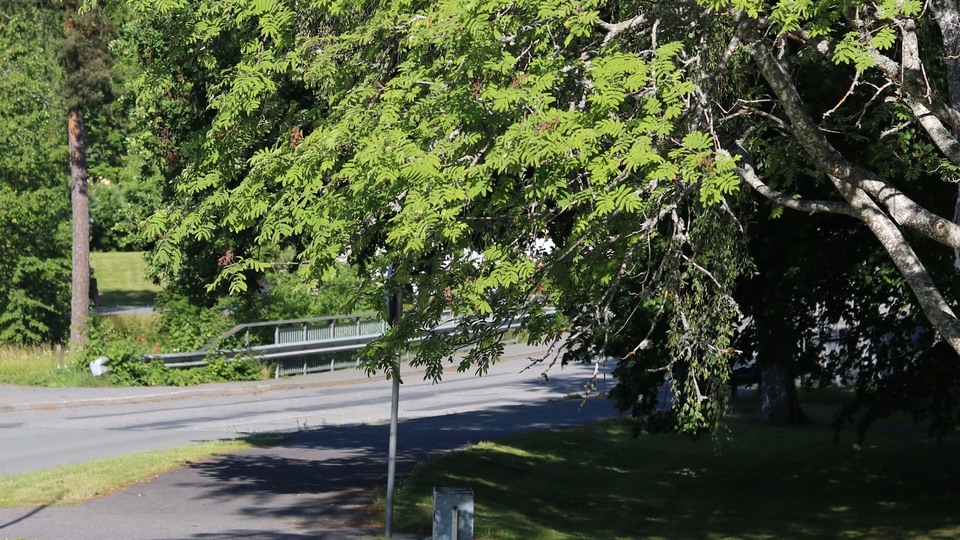 Träd som hänger över gata. Foto 