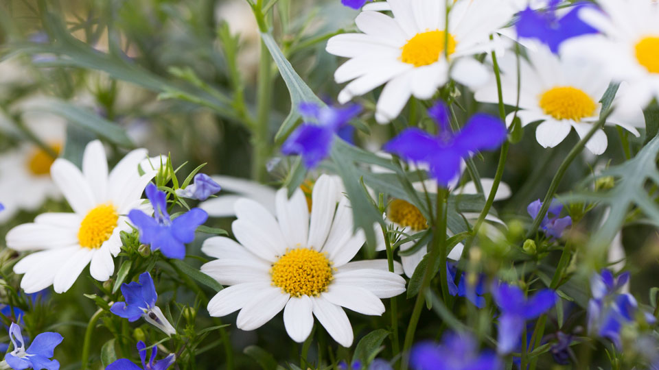 Vita och lila blommor på en äng. Foto.