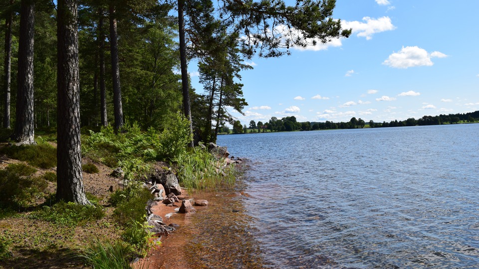 Badstrand med skog i bakgrunden. Foto 