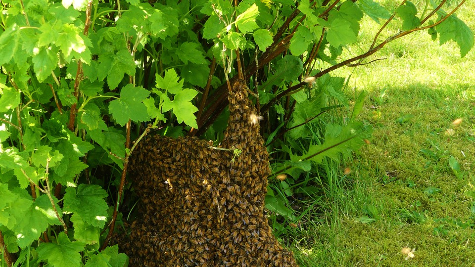 Flera bin som sitter på en trästomme. Foto 