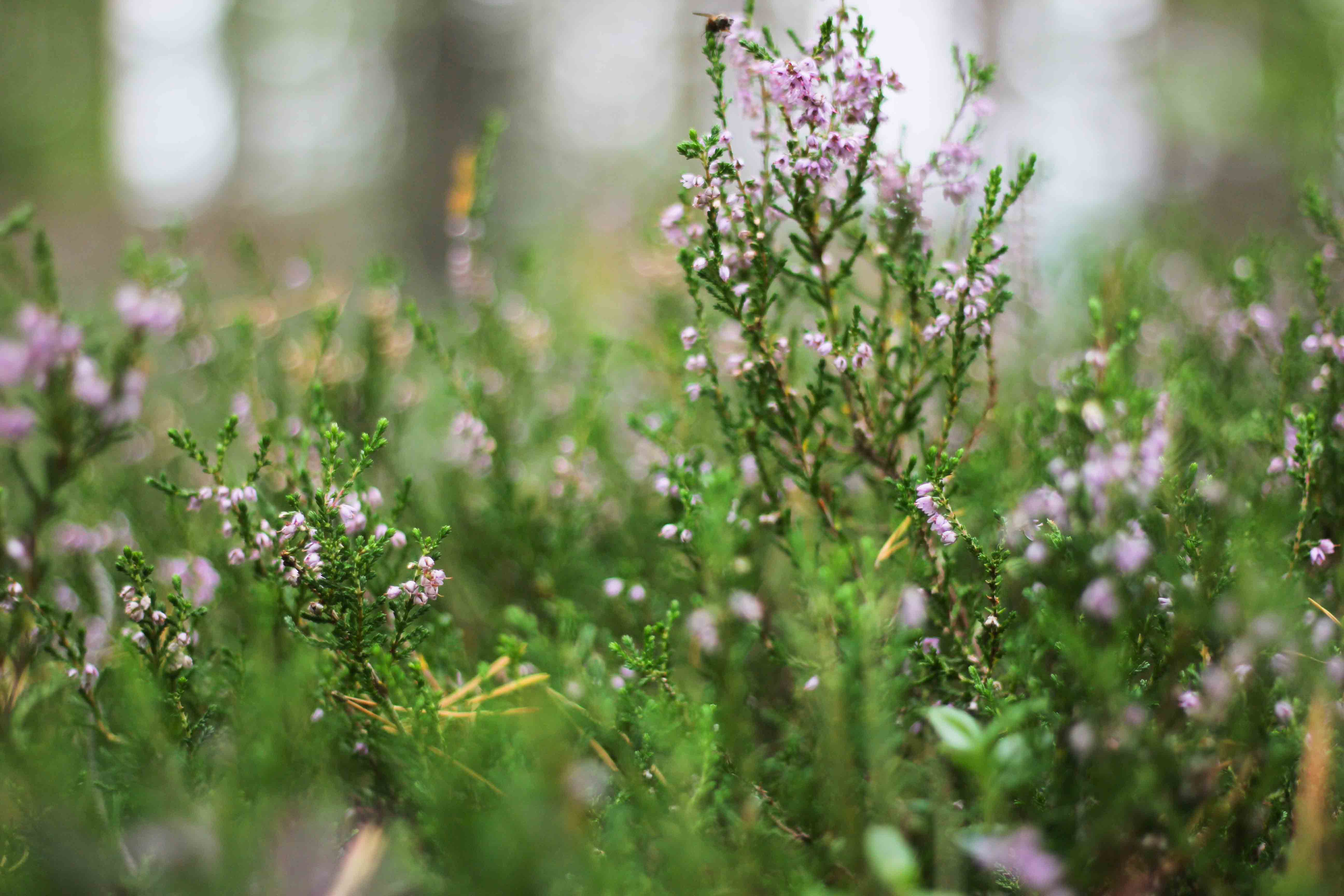 Bild på växtlighet från reservatet.