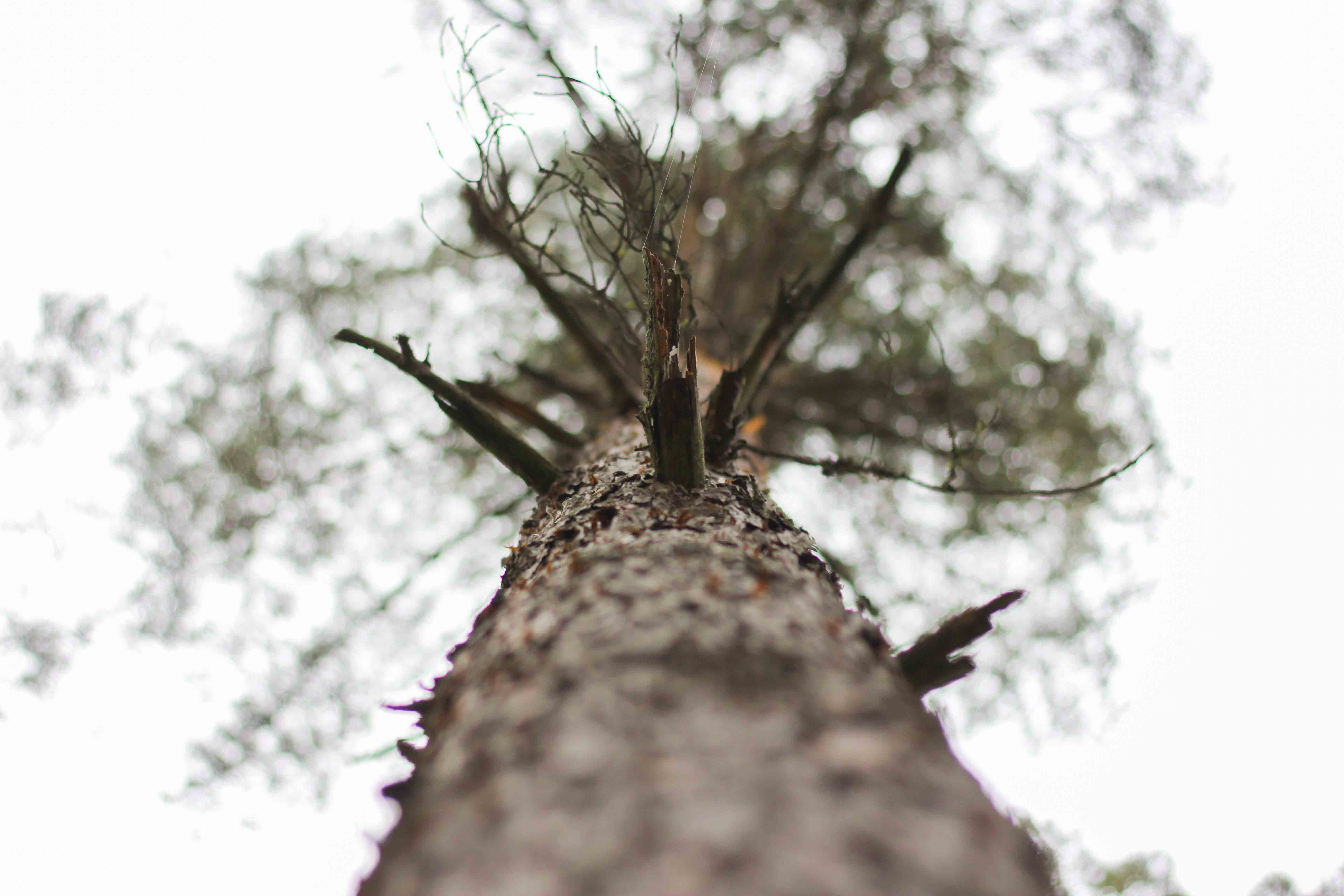 Bild på trädtopp.