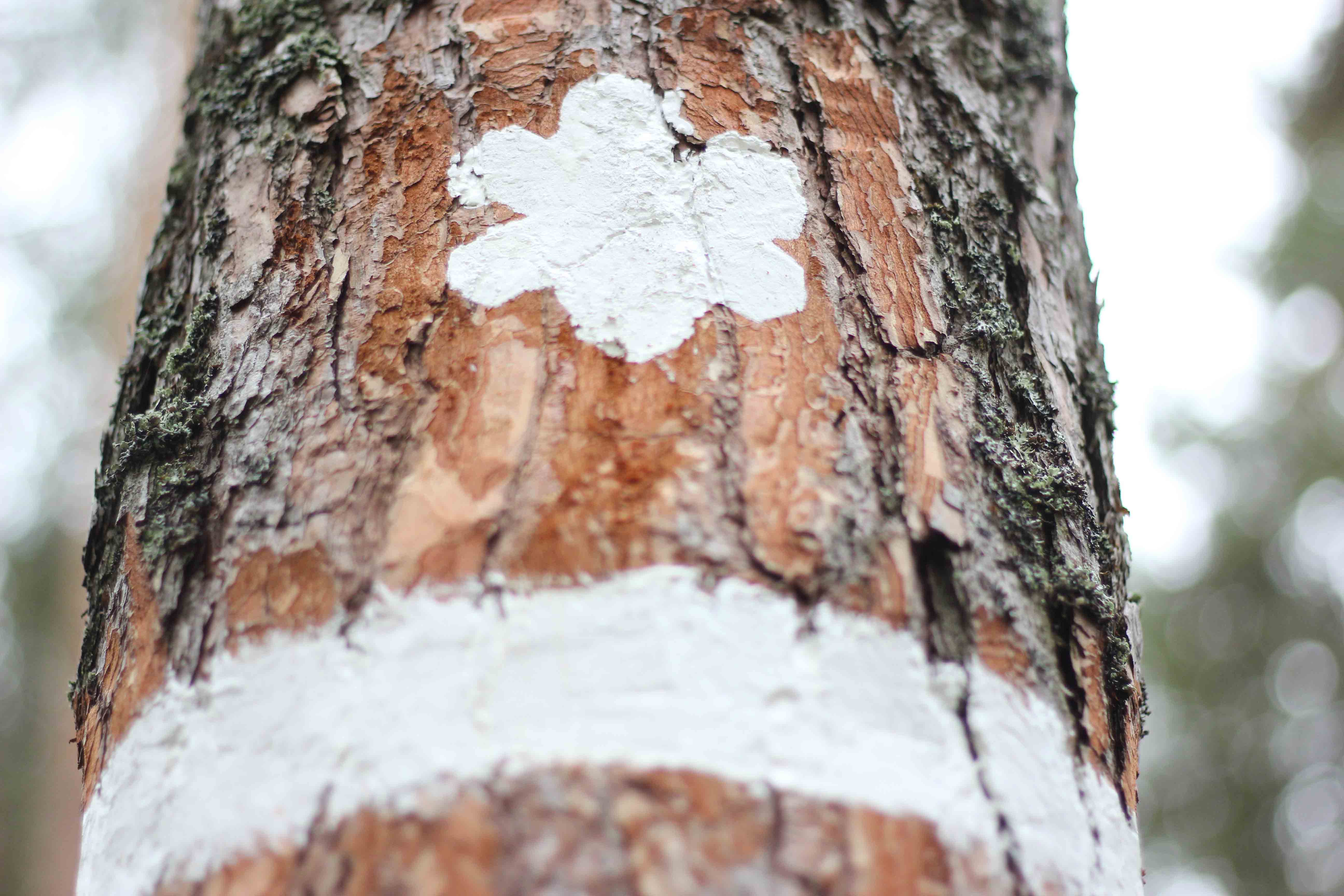 Bild på en markering som finns på ett träd.