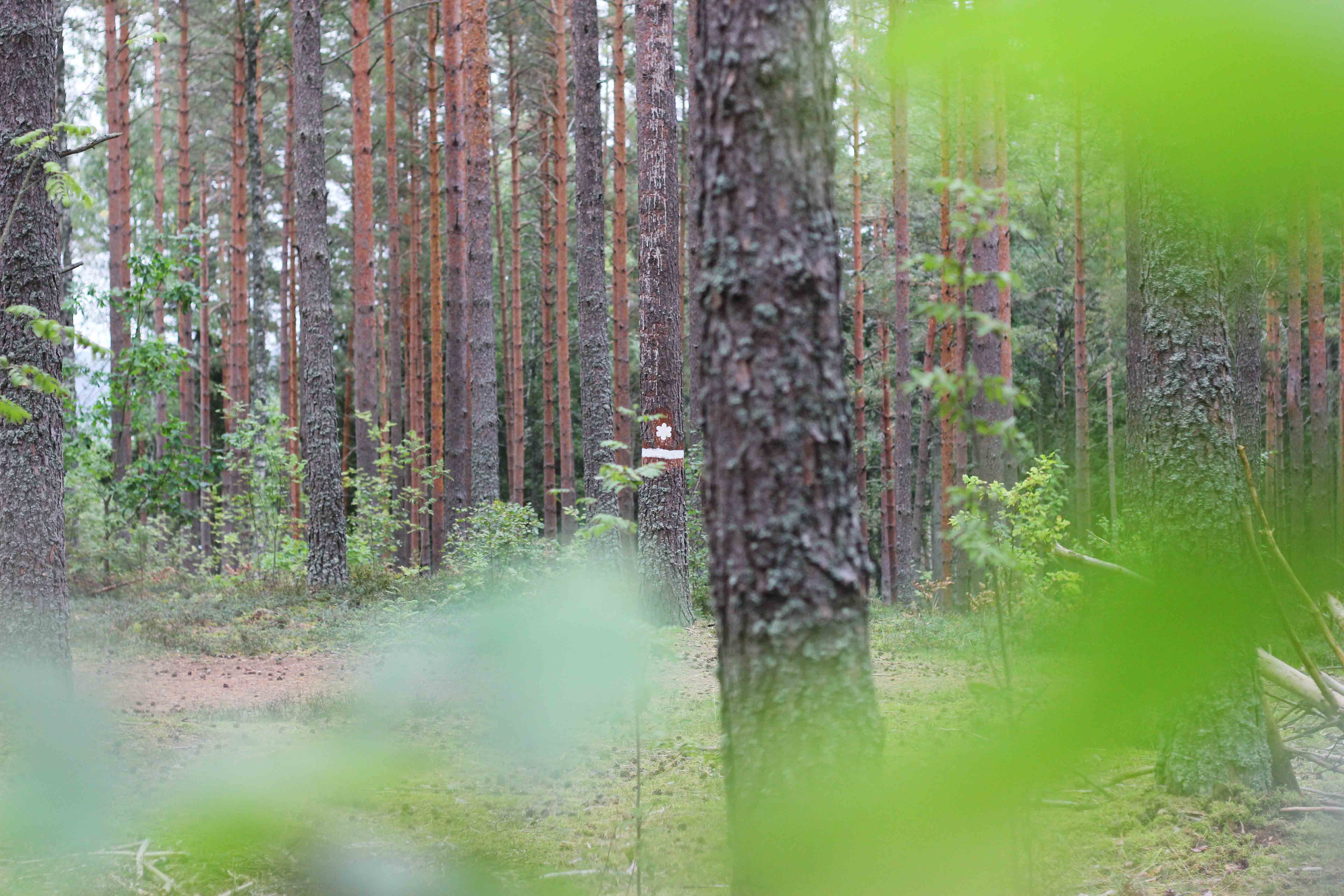Bild på naturen i reservatet. 