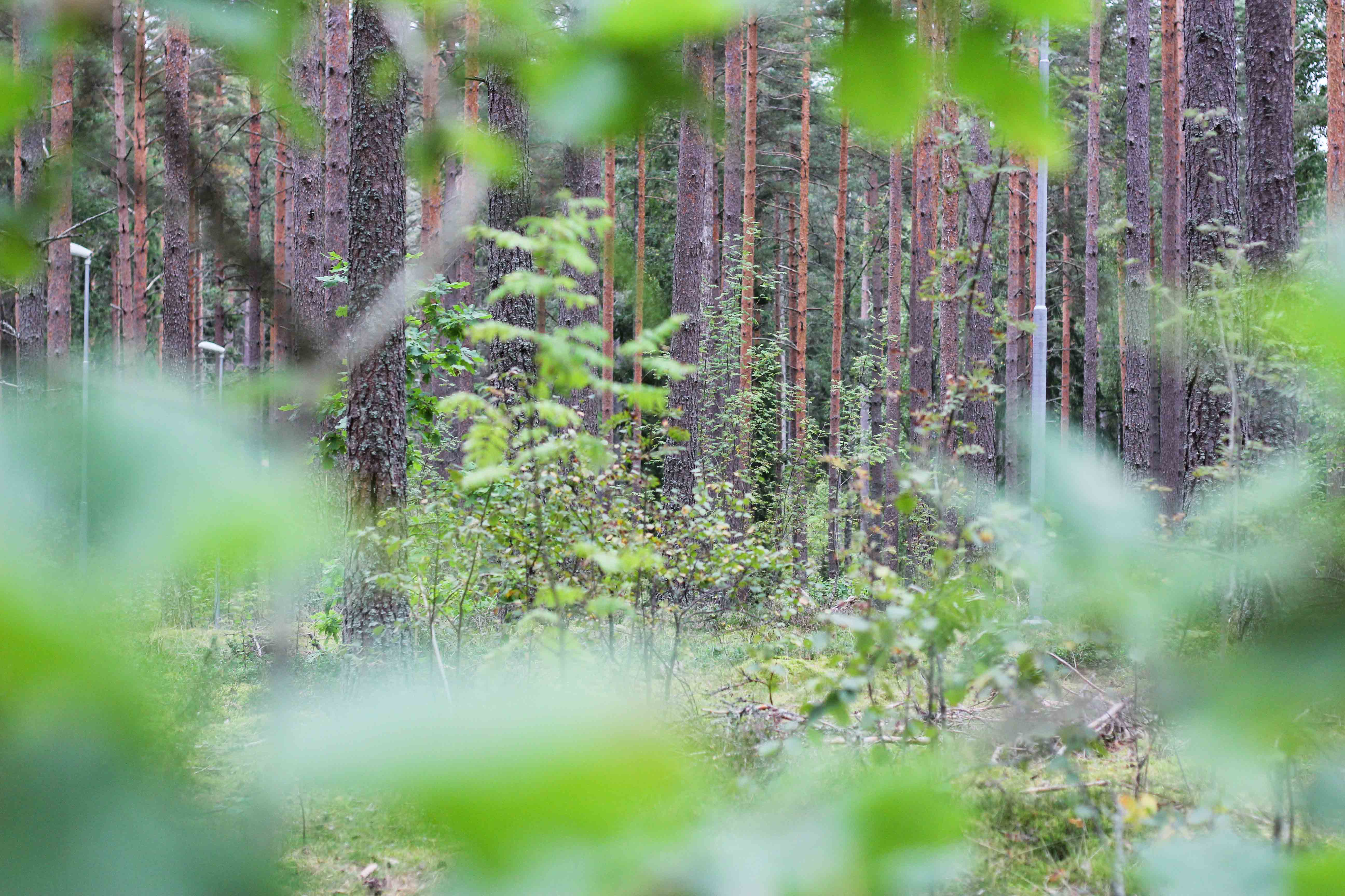 Bild på naturen i reservatet. 