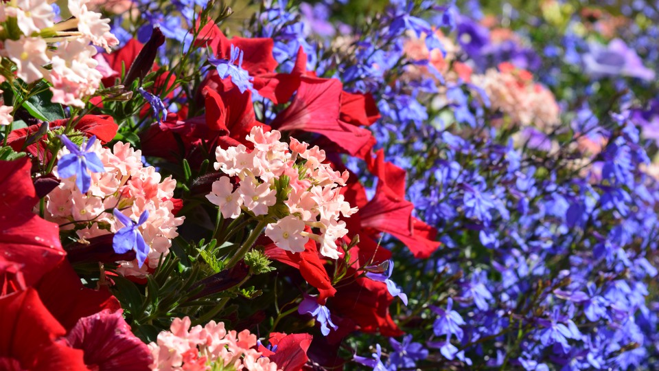 Olika blommor i färger röd, vit och blå
