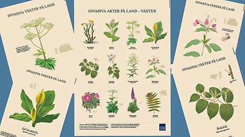 Invasiva Arter I Trädgården Och Naturen! - Aneby