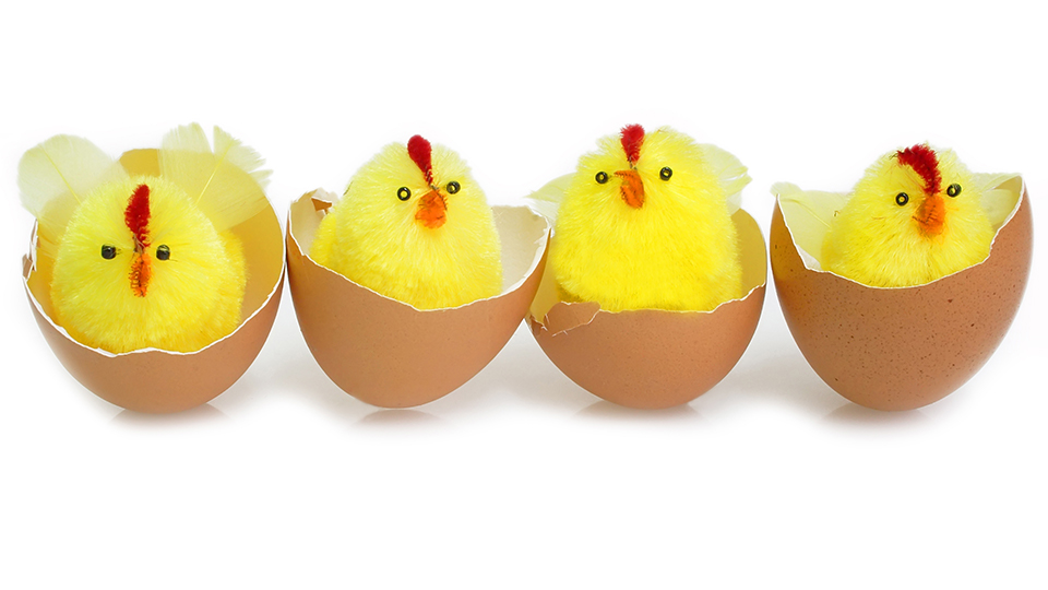 Fyra gula kycklingar som sitter i ett halv äggskal. 