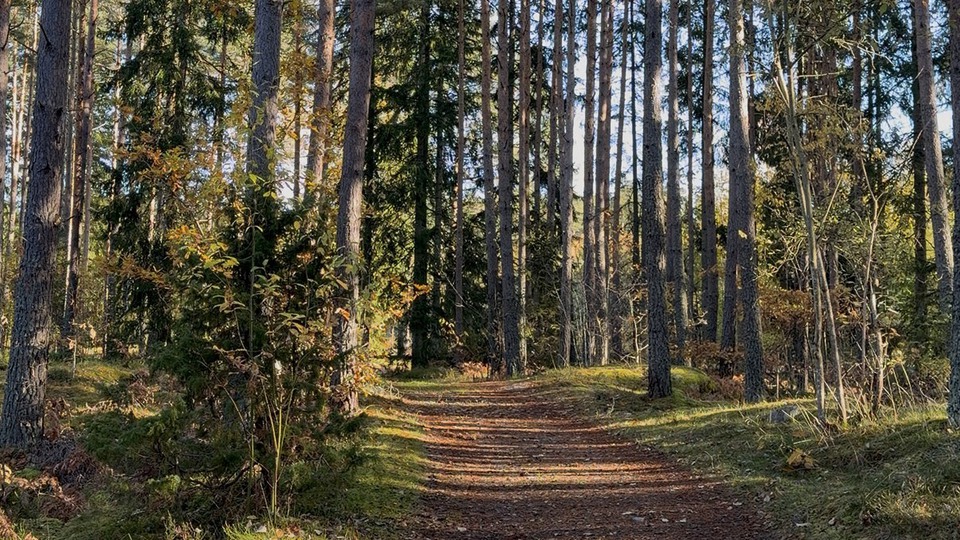 Skog med massa gula löv på marken. Foto 