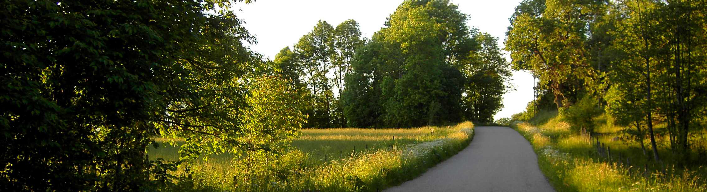 n smal asfalterad väg slingrar sig genom ett sommarlandskap med höga gröna träd och blommande gräs längs vägkanten. Solen lyser varmt från höger och skapar gyllene skuggor över ängarna. Foto