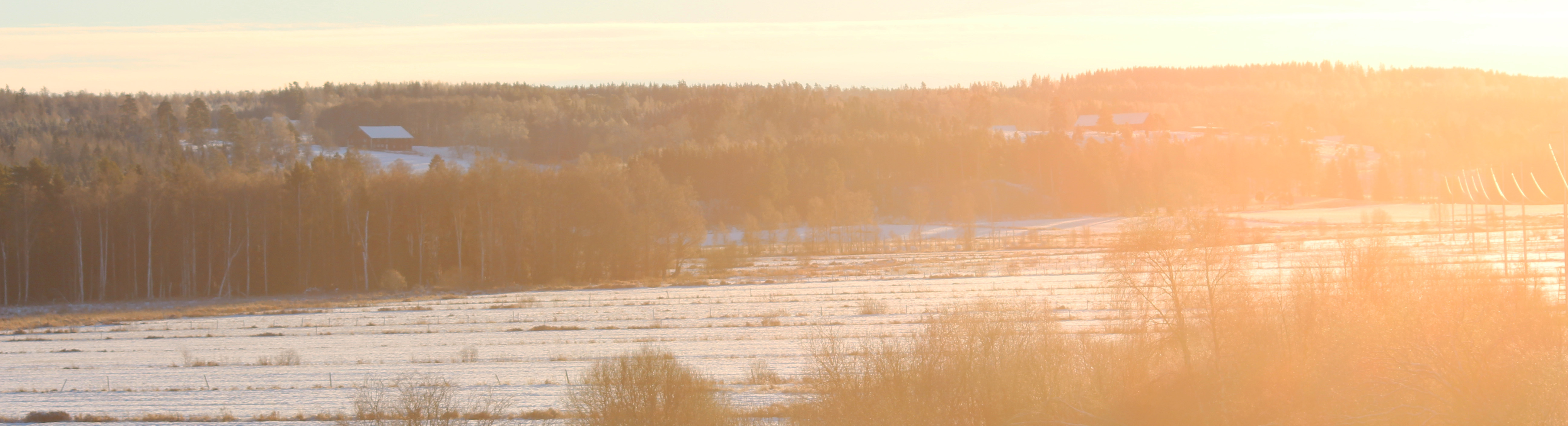Snötäckt landskap med åkrar och skog i bakgrunden, belyst av varm solnedgång som ger gyllene sken. Foto 