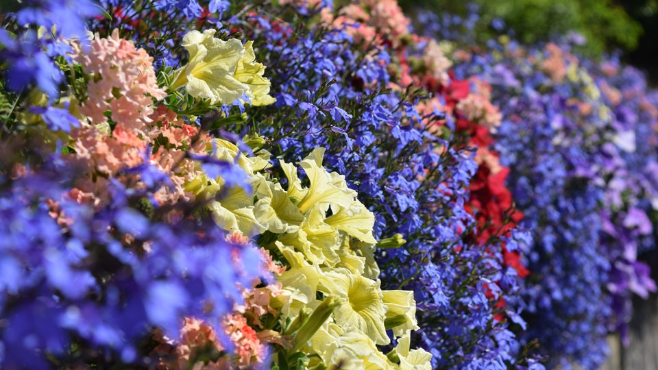 En rad med planterade blommor i olika färger. Foto. 