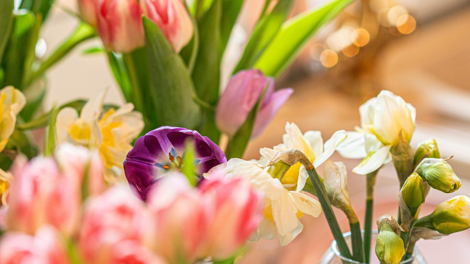 Blommor i olika färger. Foto 