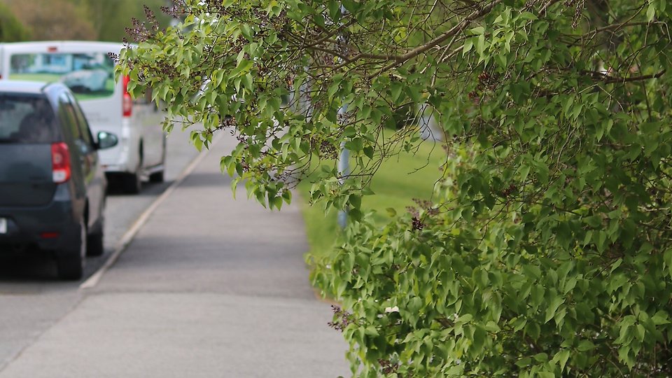 Träd som skymmer sikten vid en trottoar