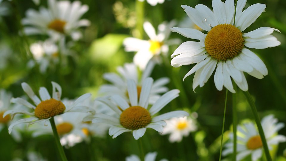 Närbild på vita prästkragar i grönskande sommaräng. Foto