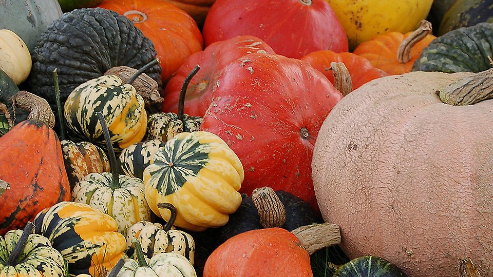 Pumpor i olika storlekar. Foto 