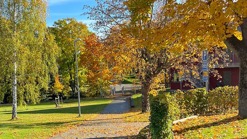 Höstfärgad gångväg i en park med träd i gula och orangea nyanser, grön gräsmatta och soligt väder. Foto